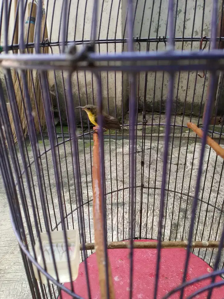 Burung koloni gacor bisa dikirim 2