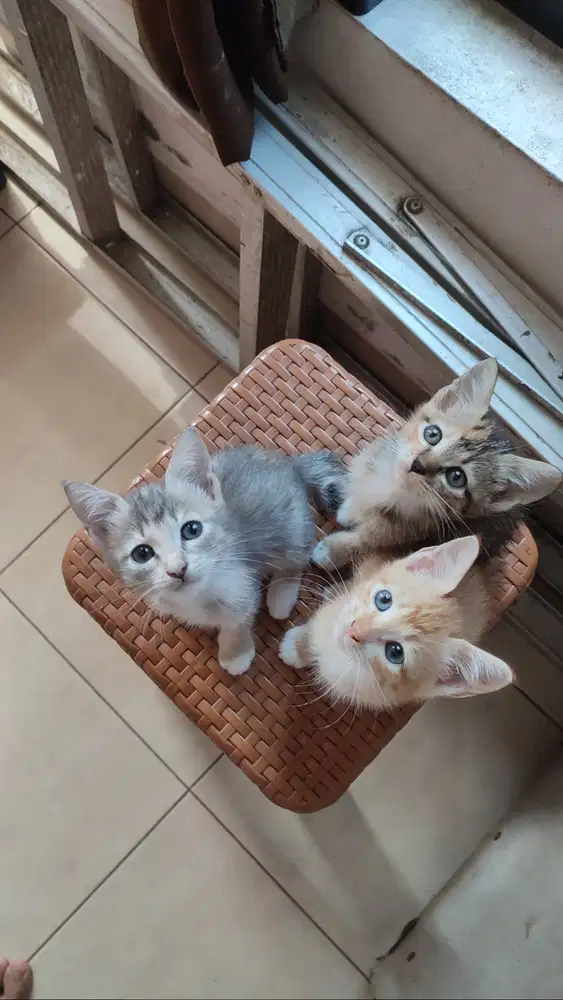 Kitten Mix Persia Umur 2 Bulan yg Mau Adopt Silahkan Lokasi Depok 2