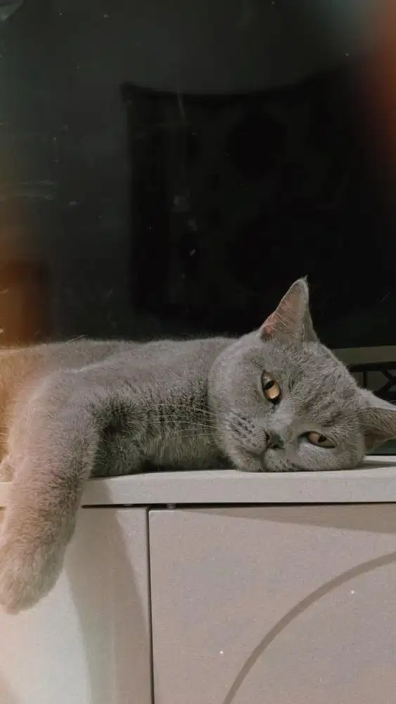 Kucing betina bsh (british short hair) birahi