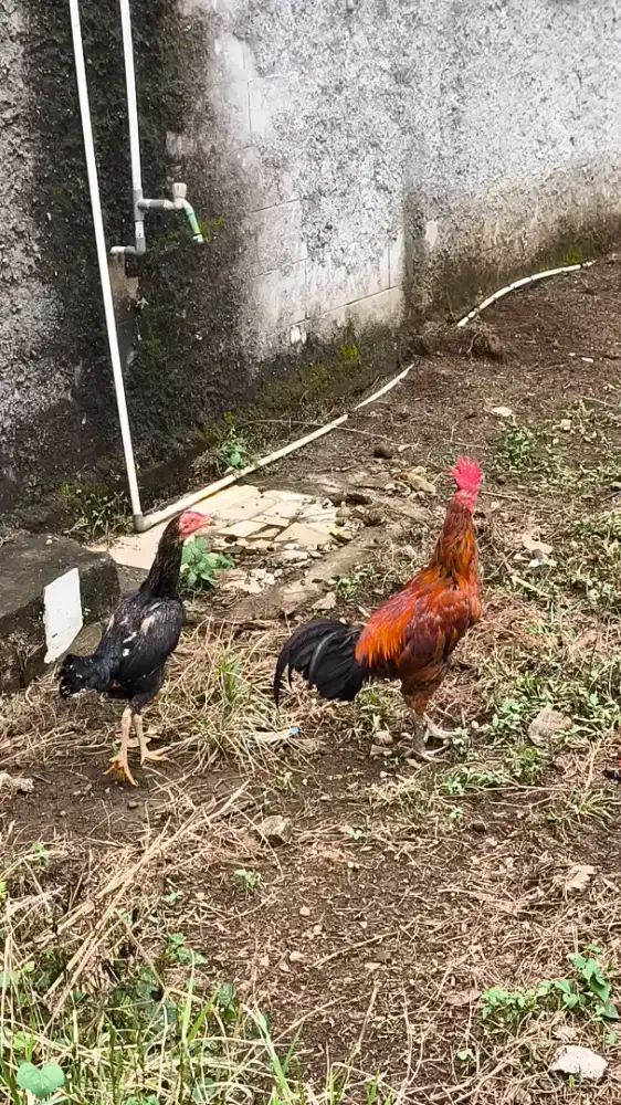 Ayam pama koy Aduan murah