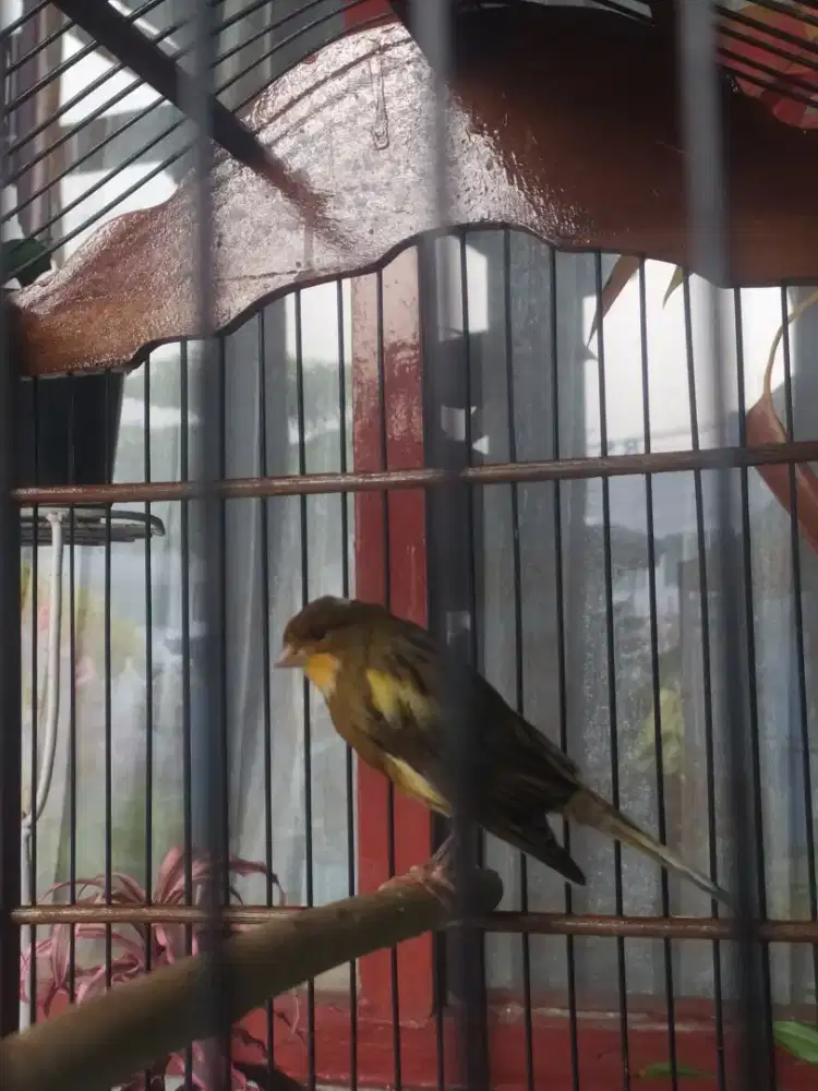 kenari af suara pelan