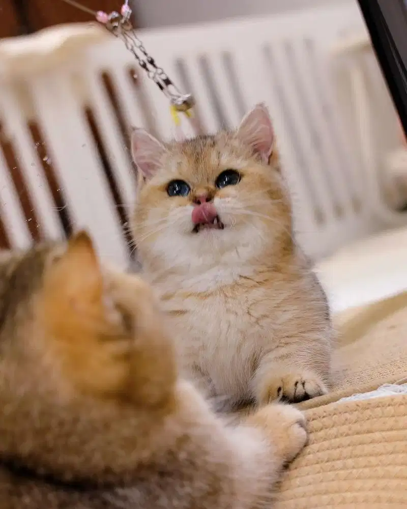 for sale munchkin golden