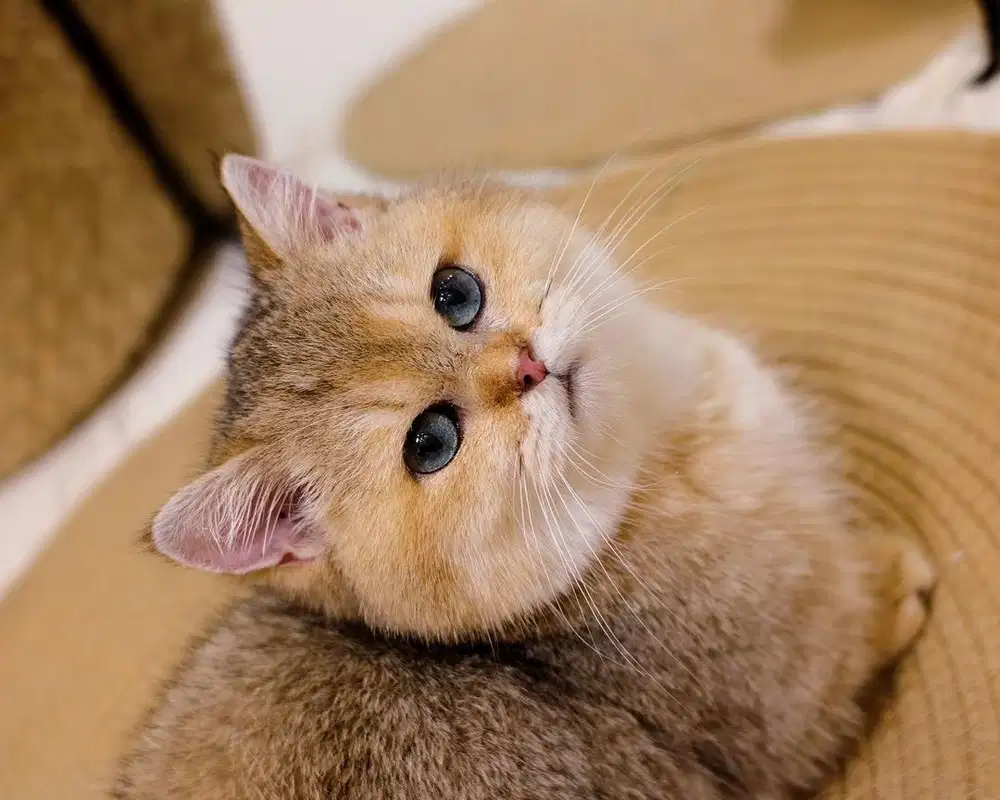 for sale munchkin golden