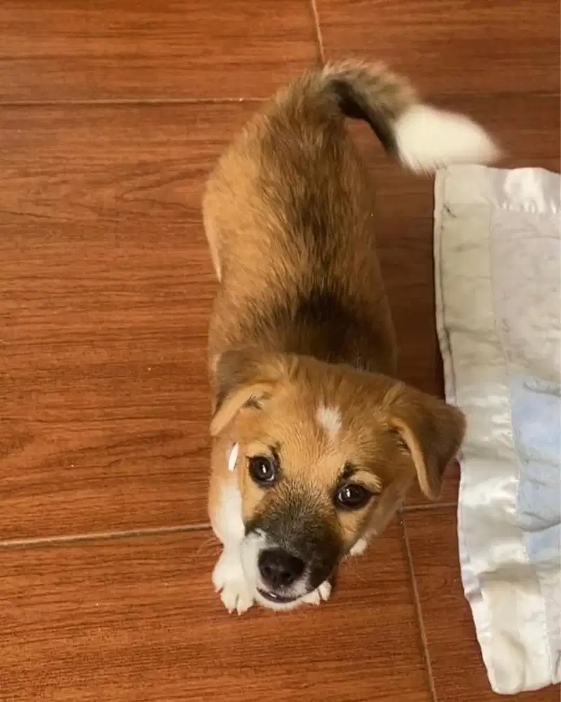 Anak anjing Jack Russell mix collie