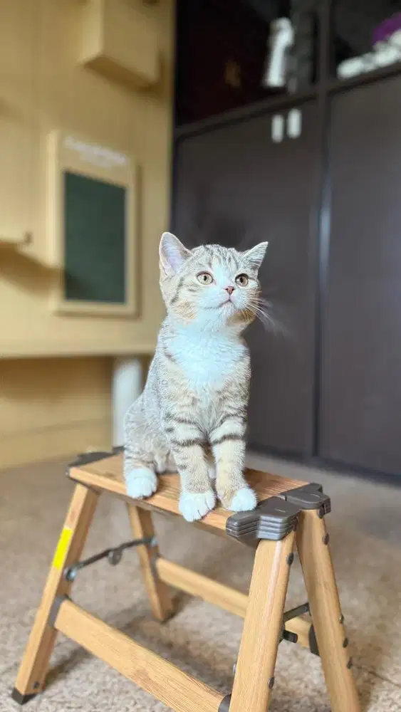SCOTTISH STRAIGHT GOLDEN TABBY WHITE FEMALE