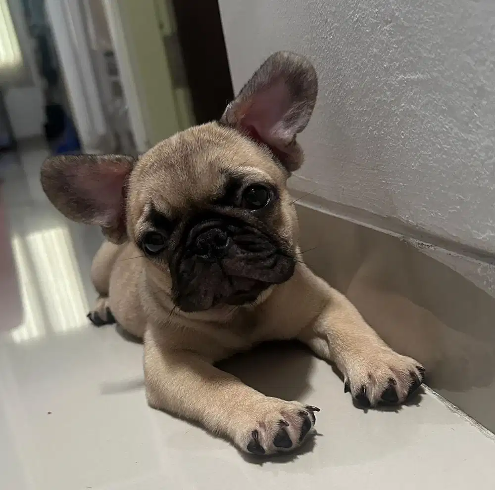 French Buldog Betina usia 2,5 bulan