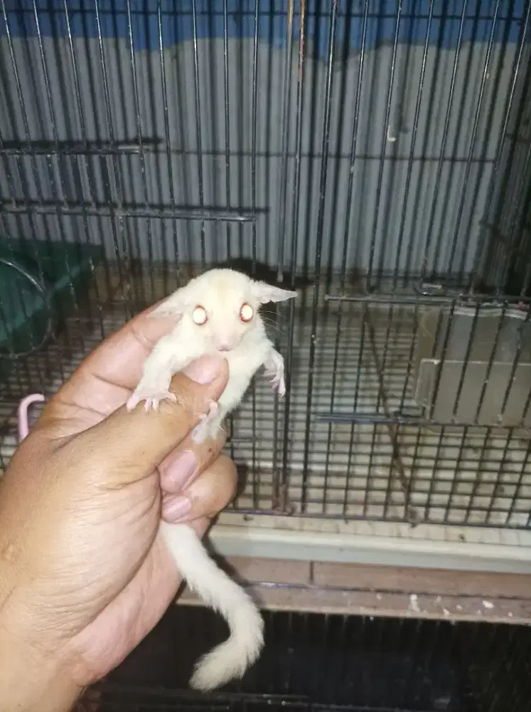 Sugar glider Joey albino