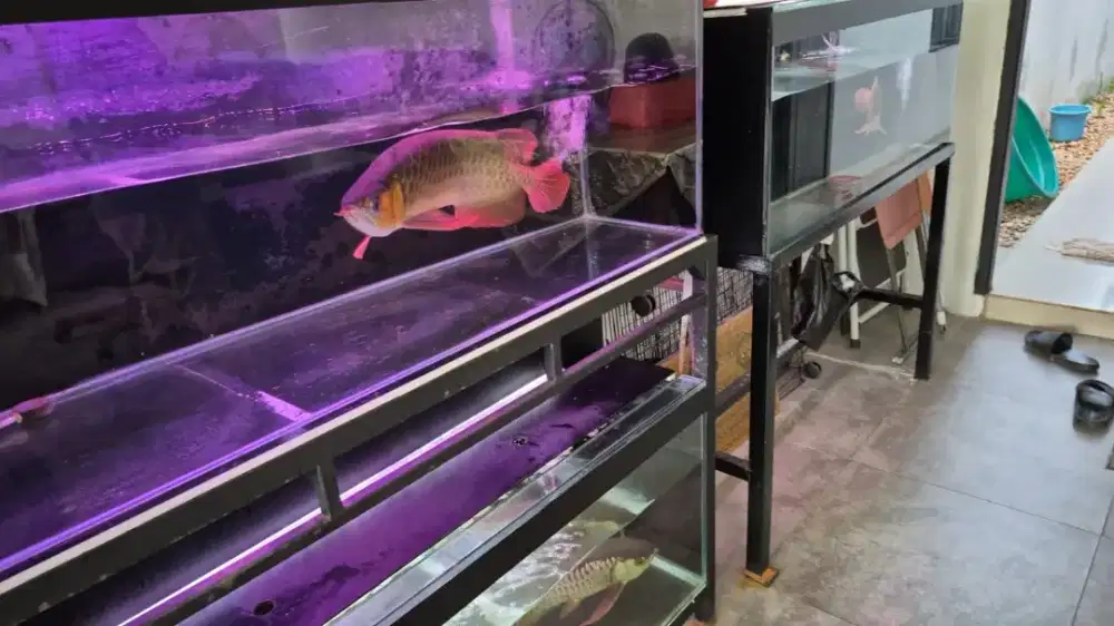 Jual ikan arwana merah, gold,silver  ukuran 45 cm