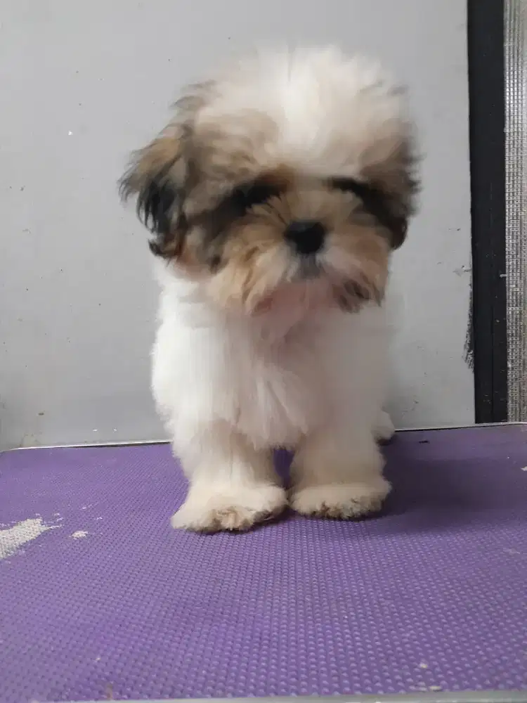Puppies shitzu high quality dan warna simetris
