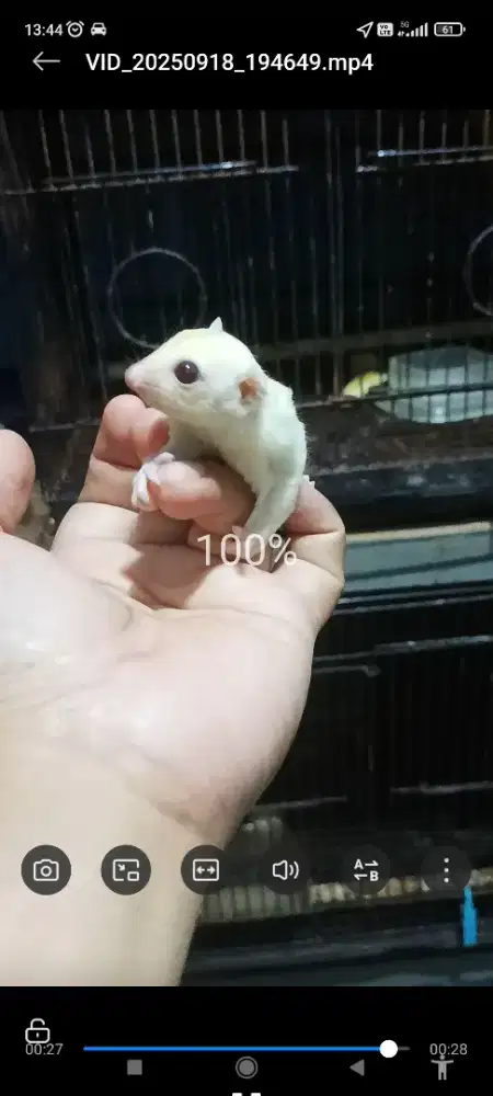 Sugar glider Joey white mozaik jantan/laki