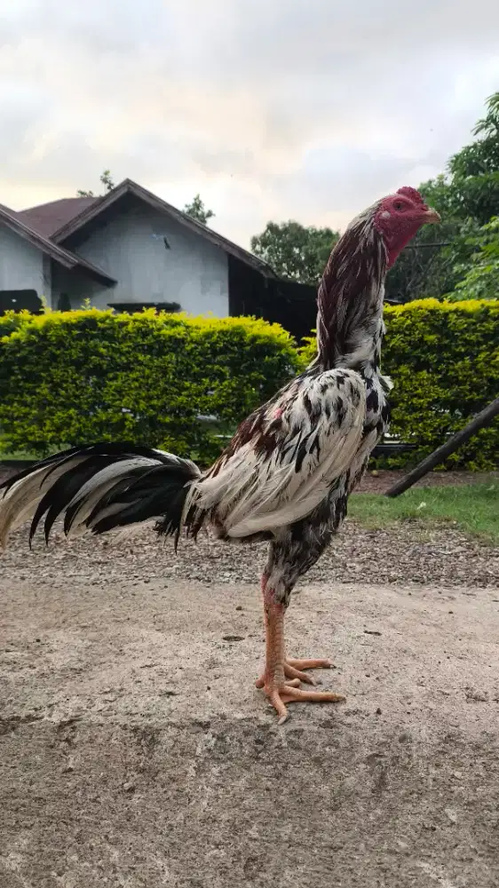 Menjual ayam bangkok