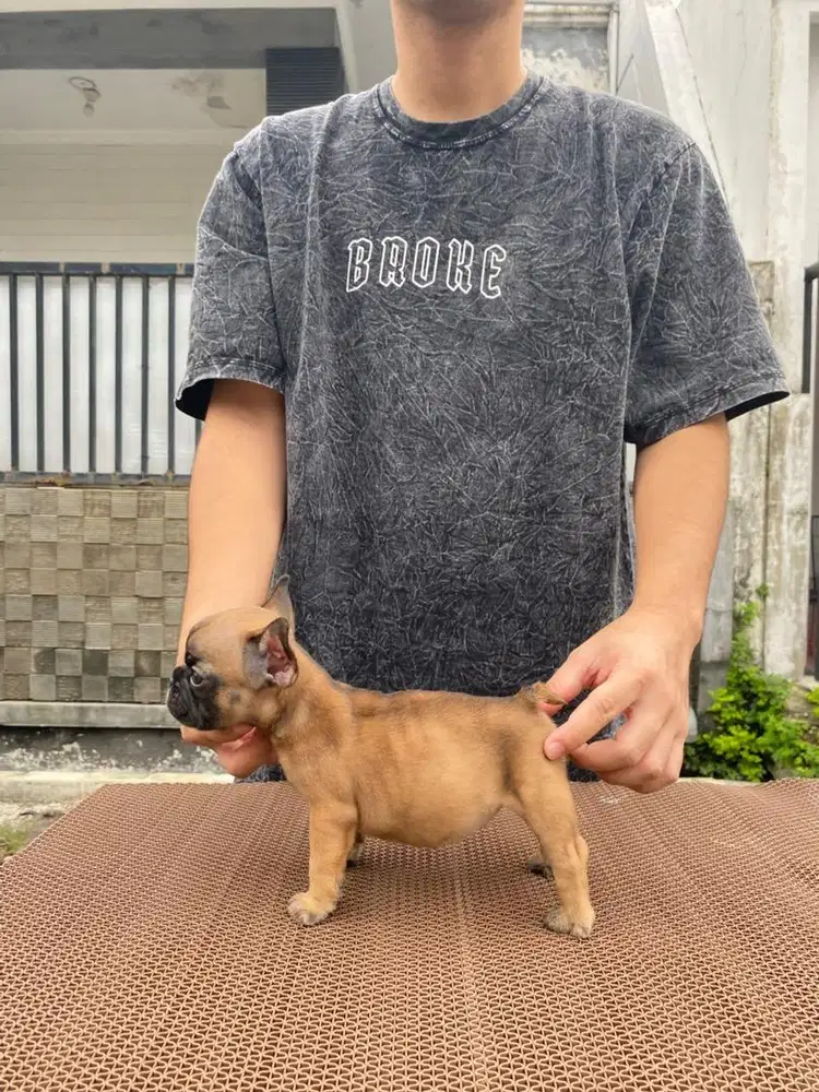 Mini frenchie french bulldog betina