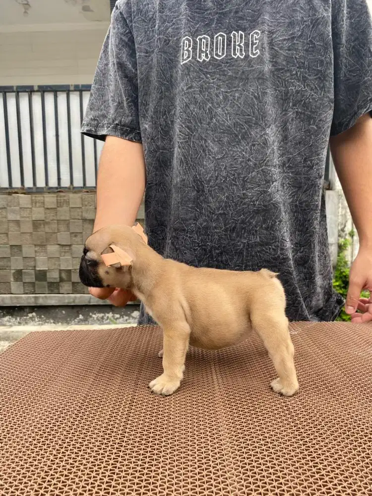 French bulldog frenchie betina turunan champion