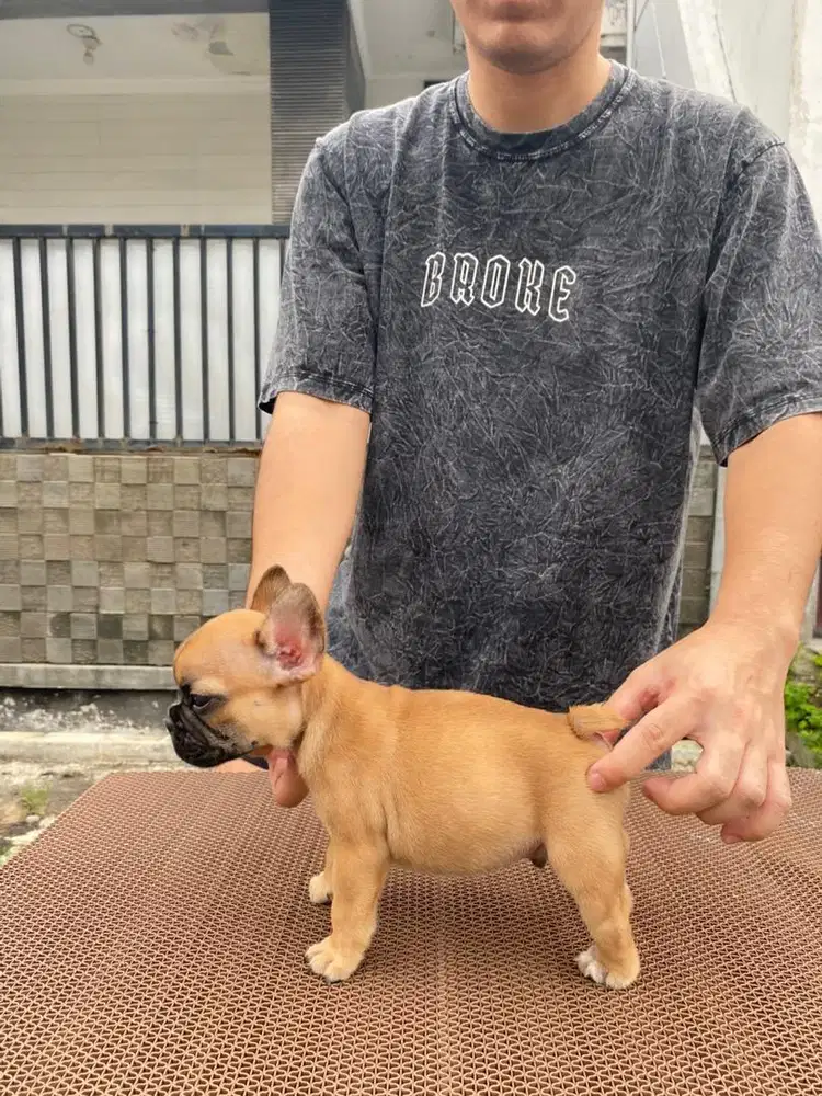 Frenchie french bulldog jantan turunan import champion