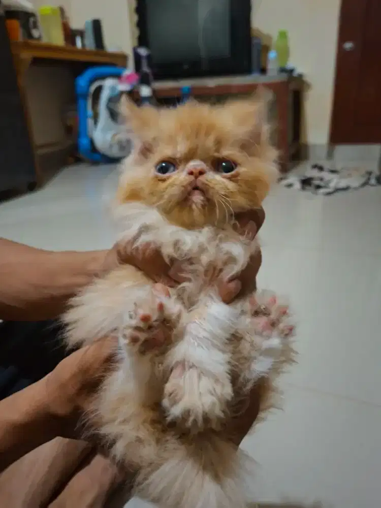 Kucing persia peaknose exotic