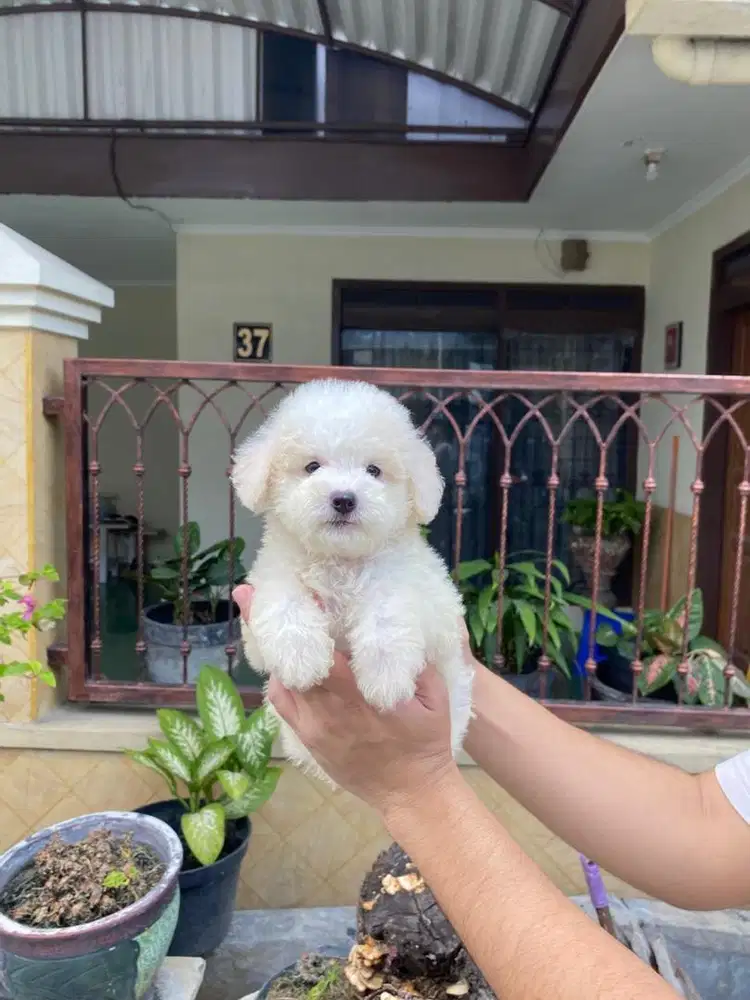 Toy poodle putih jantan fluffy