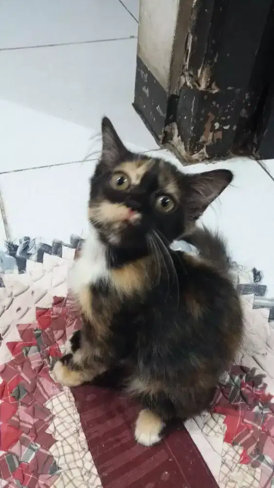 Di jual anakan kucing