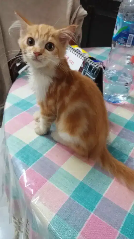 Di jual anakan kucing