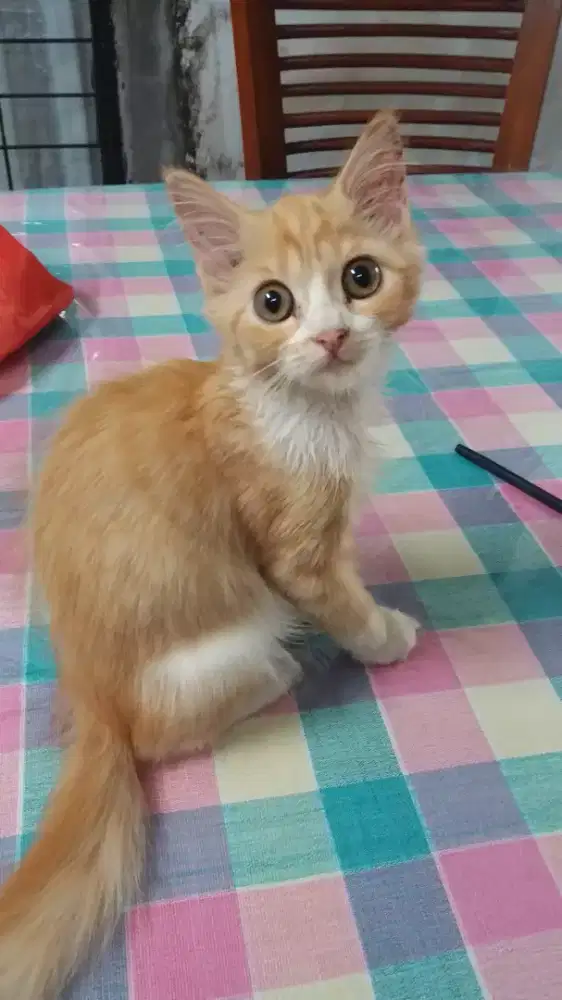 Di jual anakan kucing