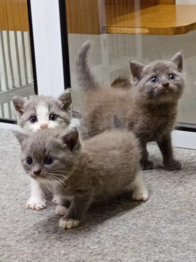 kitten BSH mix+ induk