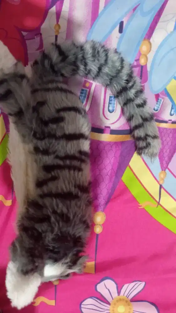 Boneka kucing anak - HSC 2025