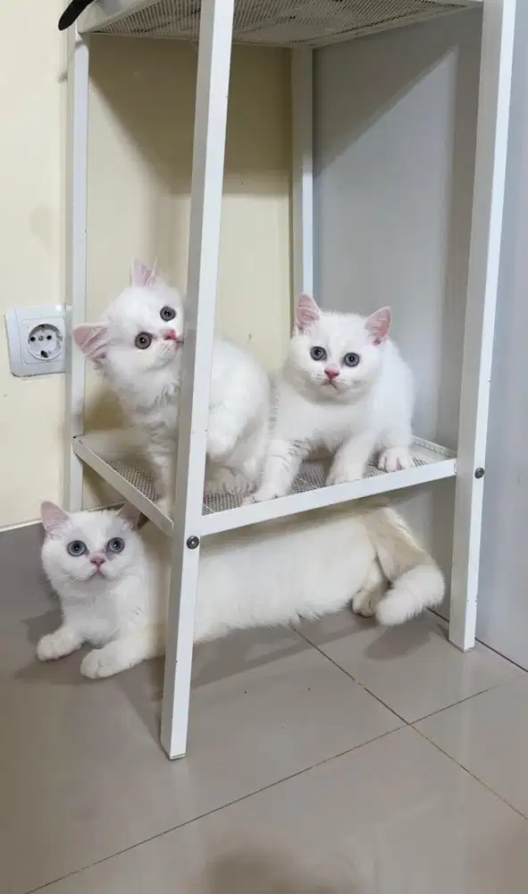 British shorthair dan longhair