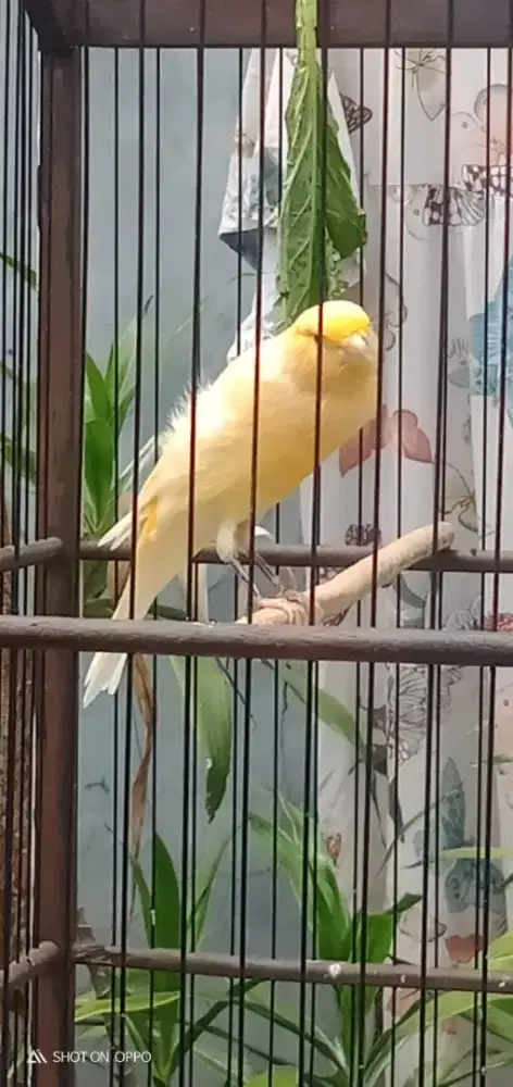 AF postur gacor durasi