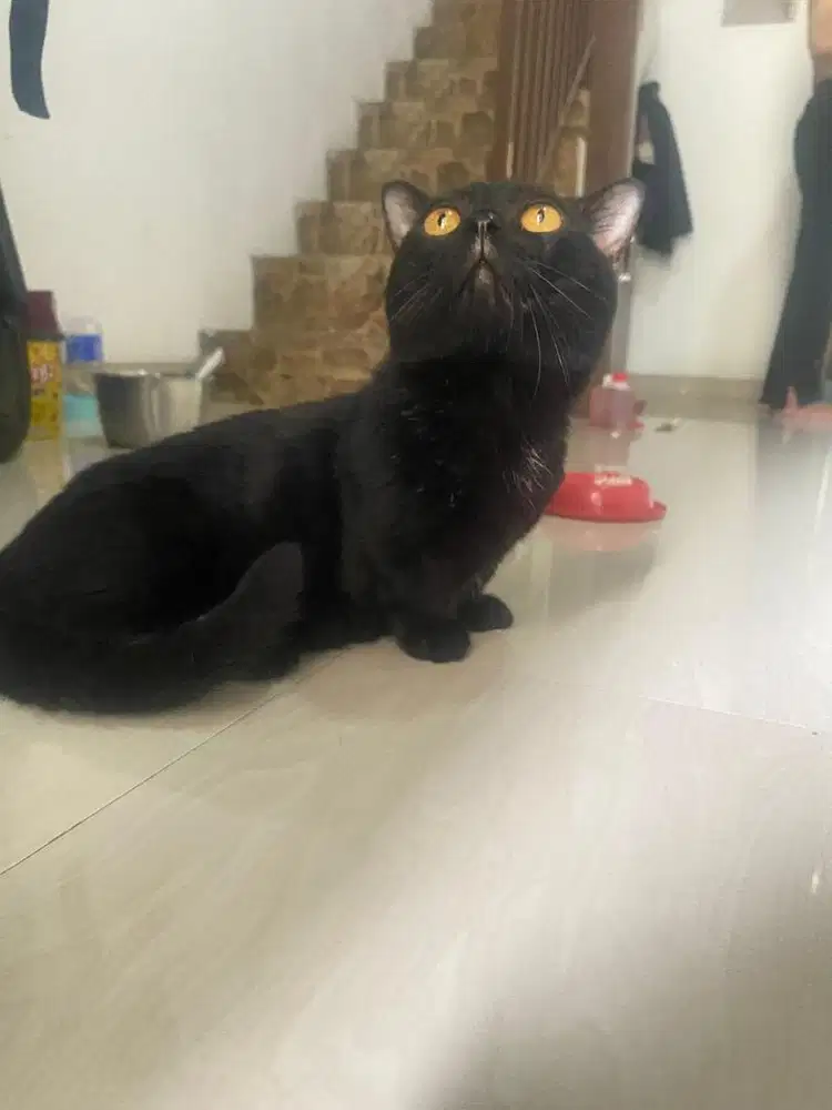 Munchkin cebol top standart