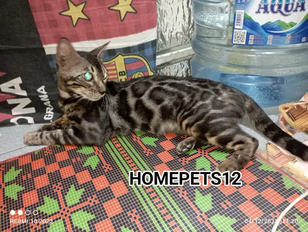 Kucing anggora betina