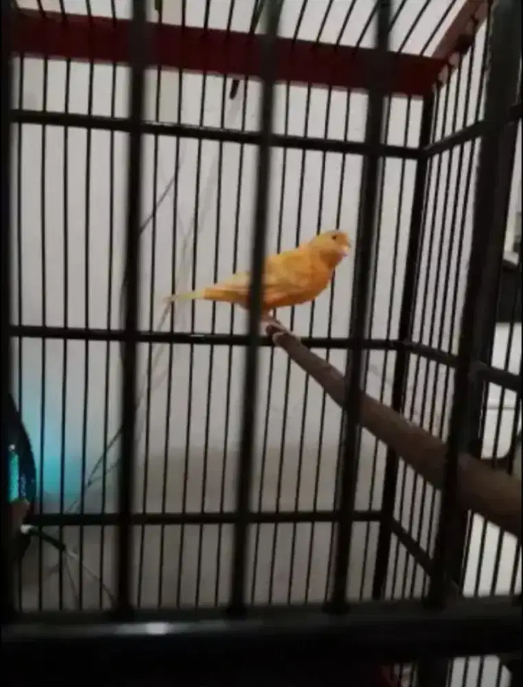 Kenari orange, warna favorit.