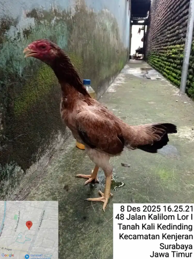 Ayam betina Mangon silangan Bangkok pukul keras