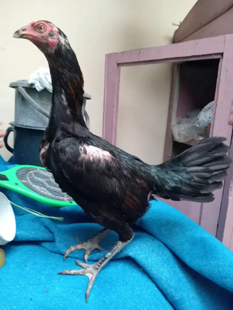 Ayam betina Bangkok klasik sisik full ubed