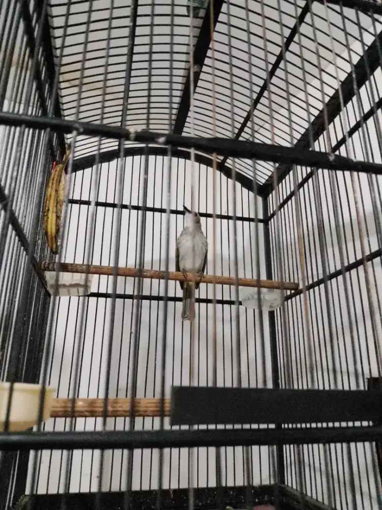 Trucukan Gacor, dor. Body big