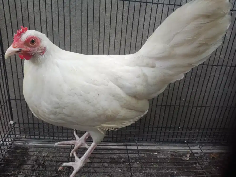 Ayam phoenix betina siap prodak