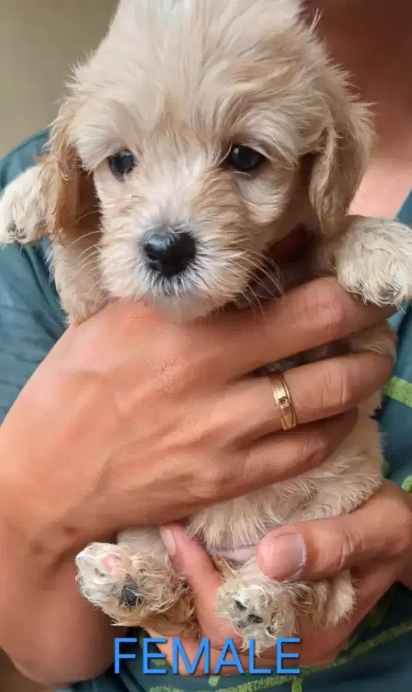 Toy Poodle Murah 1.5 bulan