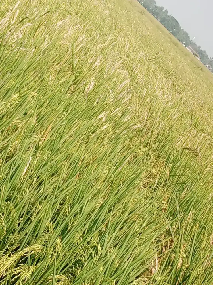 Tanah sawah (sertifikat)