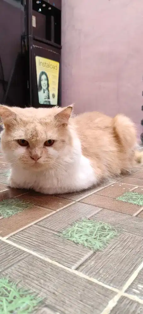 Kucing Persia orange jantan