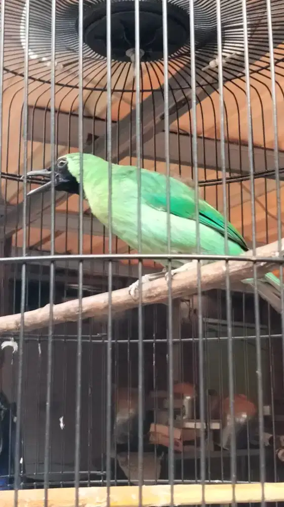 Jenggot.banyuwangi. harian rajin