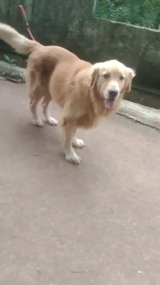 golden jantan bog size