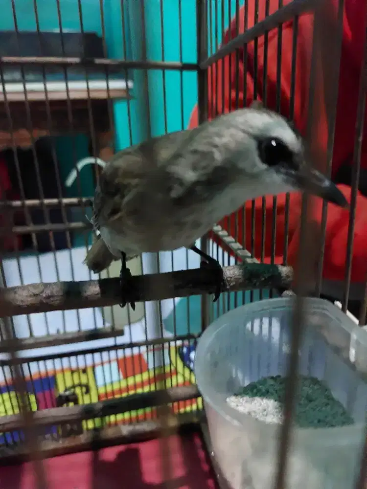 Burung jog jog jantan jinak