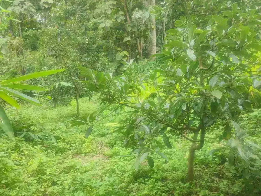 Dijual Kebun Alpukat di Bondowoso