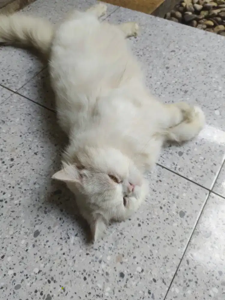 dijual kucing persia putih