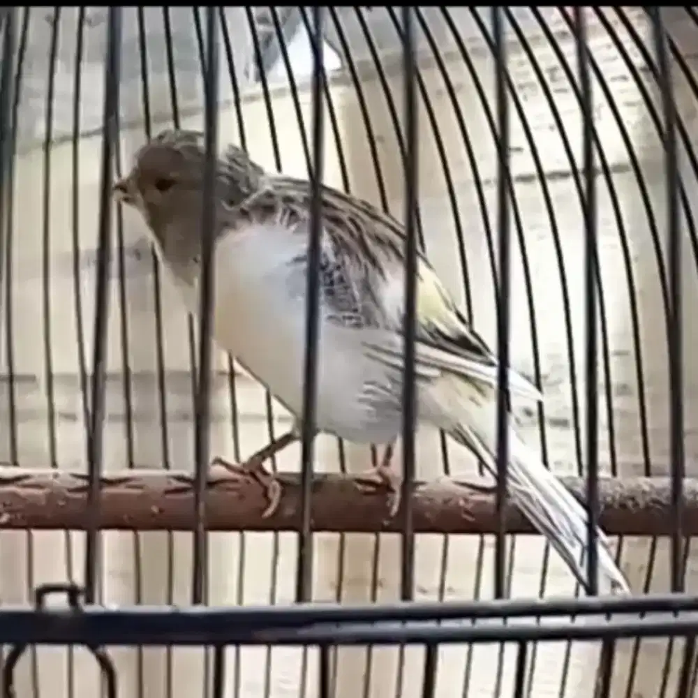 Burung Kenari Bon Gelap