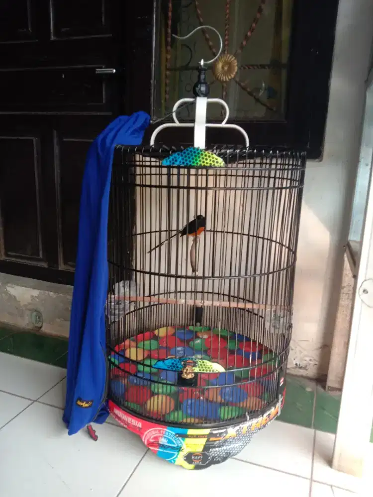 Kandang murai Rafi jaya no 3 decal air brush  fulset no minus