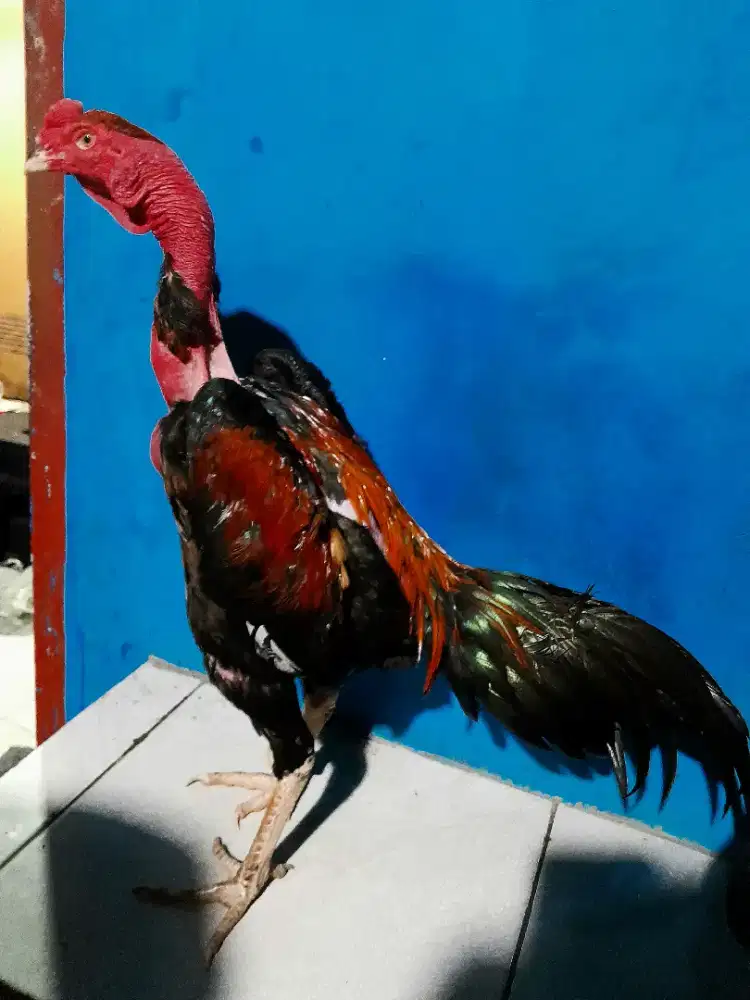 Ayam Bangkok Saigon Muda