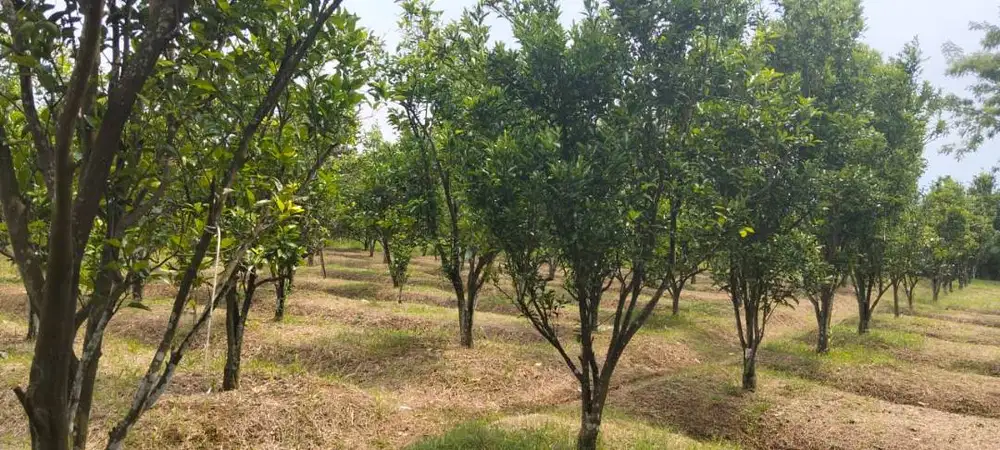 Dijual murah tanah di Jl. Dieng Atas, Karangwidoro Kabupaten Malang