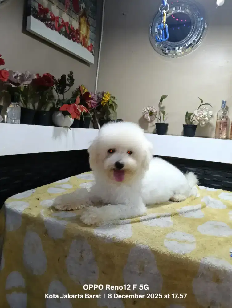 Special price, bichon Frise jantan remaja. stb, vaksin.