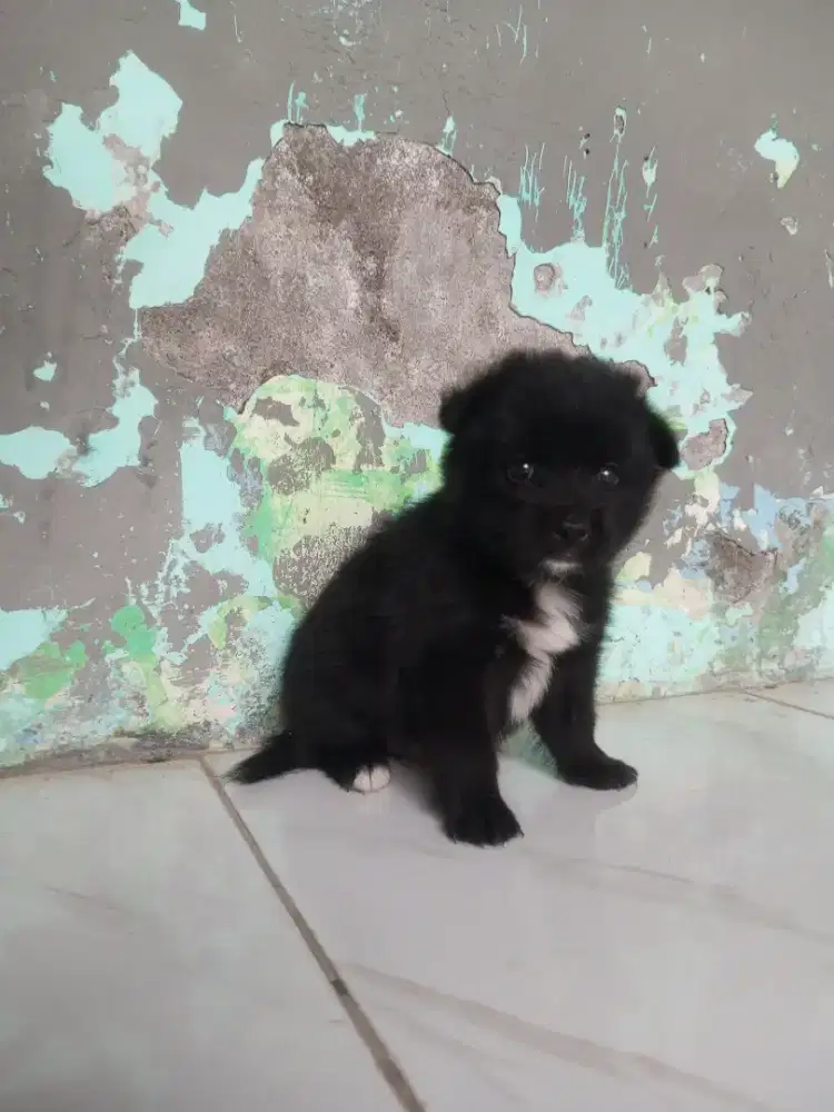 kintamani mix betina