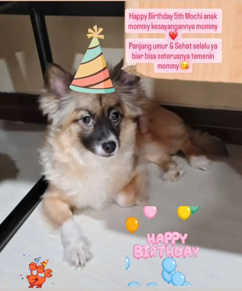 Anjing Pom mix Chihuahua