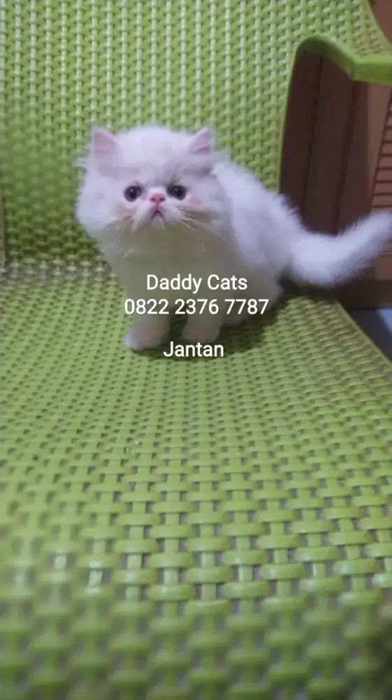 Kitten Persian Jantan Siap Kirim²